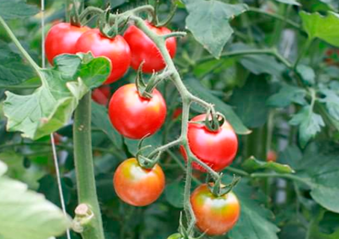 カメラで作物の葉の萎れ具合を可視化し、農家の負担を軽減