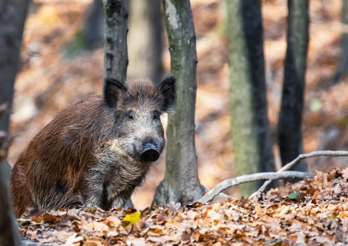わなの作動を通知するIoT装置を製作し、野生鳥獣の捕獲を促進